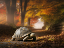Broderie Diamant Tortue sur Sentier d'Automne