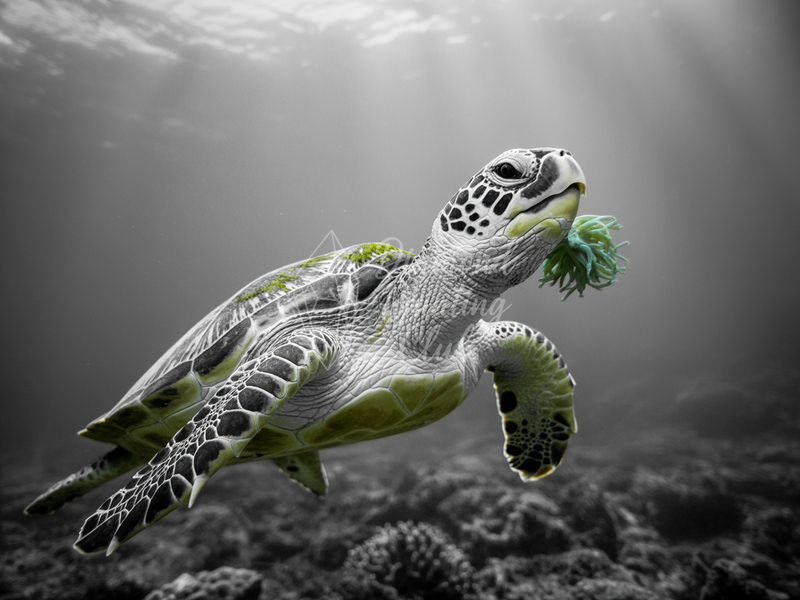 Broderie Diamant Tortue Marine Sépia