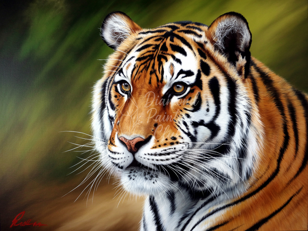 Broderie Diamant Tigre Regard
