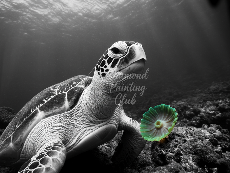 Broderie Diamant Tortue Anémone Contrastée