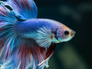 Broderie Diamant Poisson Combattant Royal