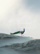 Broderie Diamant Paon Désertique