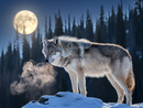 Broderie Diamant Loup sous la Pleine Lune