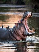 Broderie Diamant Hippo Majestueux