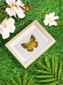 Mini Diamond Painting - Émerveillement Papillons (12pcs)