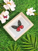 Mini Diamond Painting - Émerveillement Papillons (12pcs)