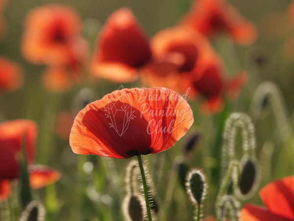 Broderie Diamant Coquelicot Épanoui