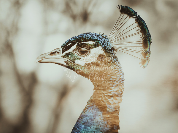 Broderie Diamant Paon Rétro