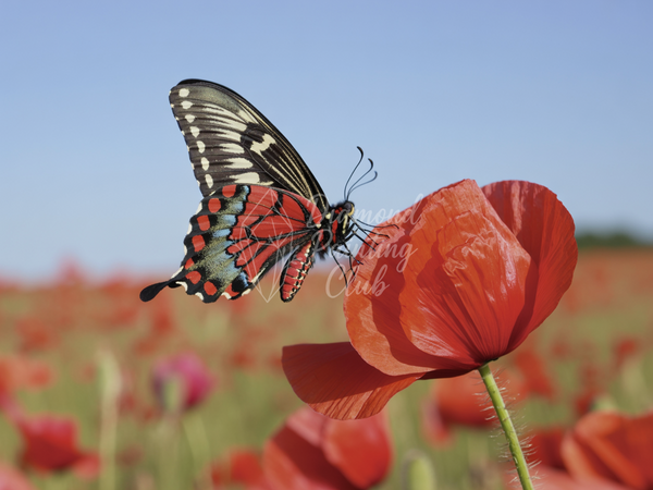 Broderie Diamant Papillon et Coquelicot