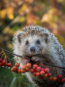 Broderie Diamant Hérisson Baccas