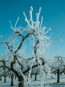 Broderie Diamant Arbre de Givre