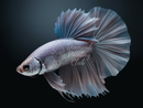 Broderie Diamant Poisson Combattant Argenté