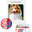 Broderie diamant Berger des Shetlands | Diamond-painting-club.com