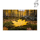 Broderie diamant Feuille dans une forêt d'automne | diamond-painting-club.com