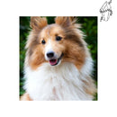 Broderie diamant Berger des Shetlands | Diamond-painting-club.com