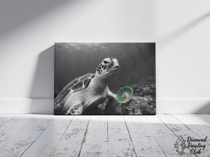 Broderie Diamant Tortue Anémone Contrastée