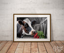 Broderie Diamant Vache Curieuse et Piments