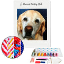 Broderie diamant Labrador Senior | Diamond-painting-club.com