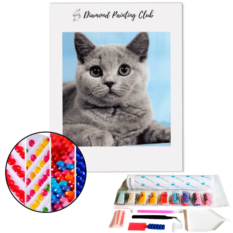 Broderie diamant Chartreux | 💎 Diamond Painting Club