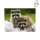 Broderie diamant Raton Laveur | 💎 Diamond Painting Club