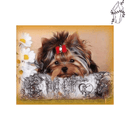 Broderie diamant Yorkshire mignon | 💎 Diamond Painting Club