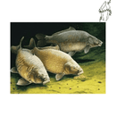 Broderie diamant Carpe | 💎 Diamond Painting Club