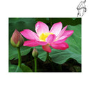 Broderie diamant Fleur de lotus | Diamond-painting-club.com