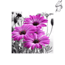 Broderie diamant Marguerite Violette  | 💎 Diamond Painting Club