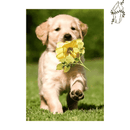 Broderie diamant Bébé labrador & rose | 💎 Diamond Painting Club