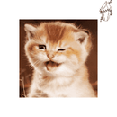 Broderie diamant Chaton roux  | 💎 Diamond Painting Club