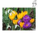 Broderie diamant Crocus Jaune et Violet  | 💎 Diamond Painting Club