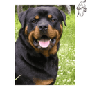 Broderie diamant Rottweiler | 💎 Diamond Painting Club