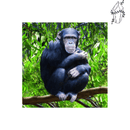 Broderie diamant Chimpanzé | 💎 Diamond Painting Club
