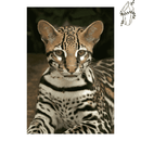 Broderie diamant Bengal  | Diamond Painting Club