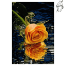 Broderie diamant Rose orangé | 💎 Diamond Painting Club