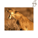 Broderie diamant Lionne rugissante | 💎 Diamond Painting Club