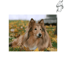 Broderie Diamant Colley dans l'herbe | 💎 Diamond Painting Club