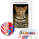 Broderie diamant Bengal  | Diamond Painting Club