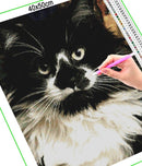 Broderie diamant Chat à poil long | 💎 Diamond Painting Club